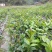 广东佛手苗，省内包邮，20一60公分