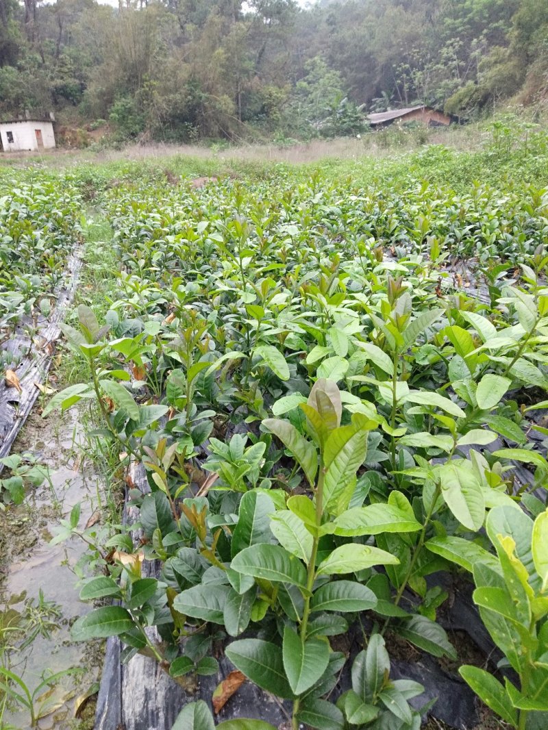 广东佛手苗，省内包邮，20一60公分