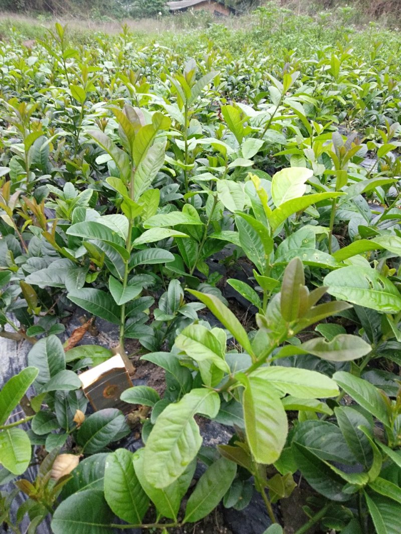 广东佛手苗，省内包邮，20一60公分