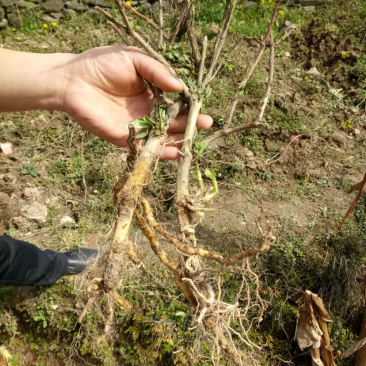 金银花金银花苗大量批发