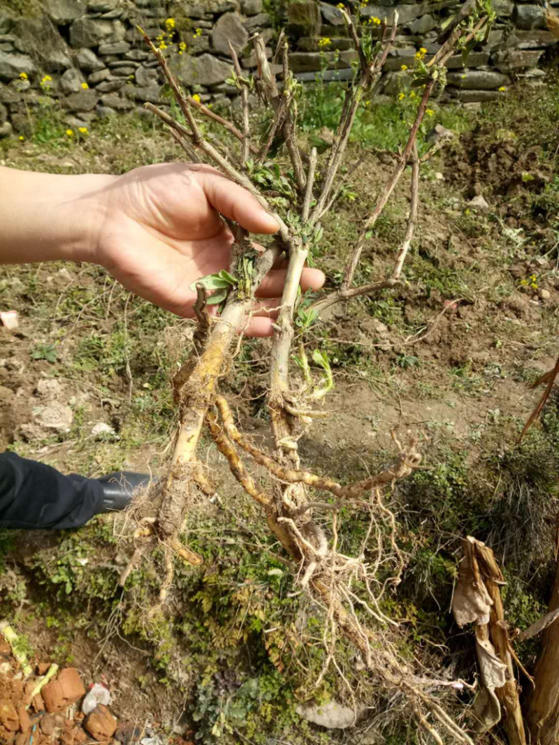 金银花金银花苗大量批发