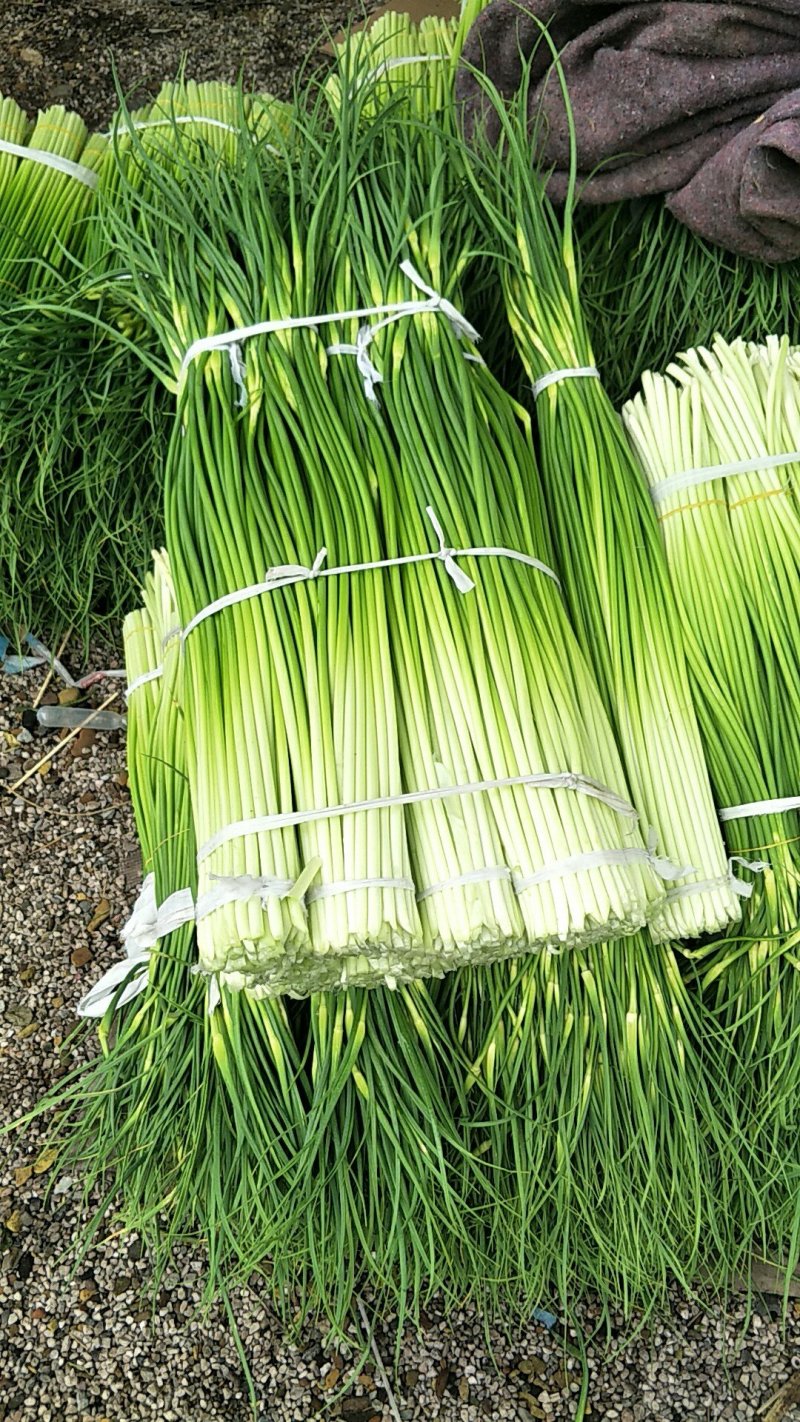 蒜薹