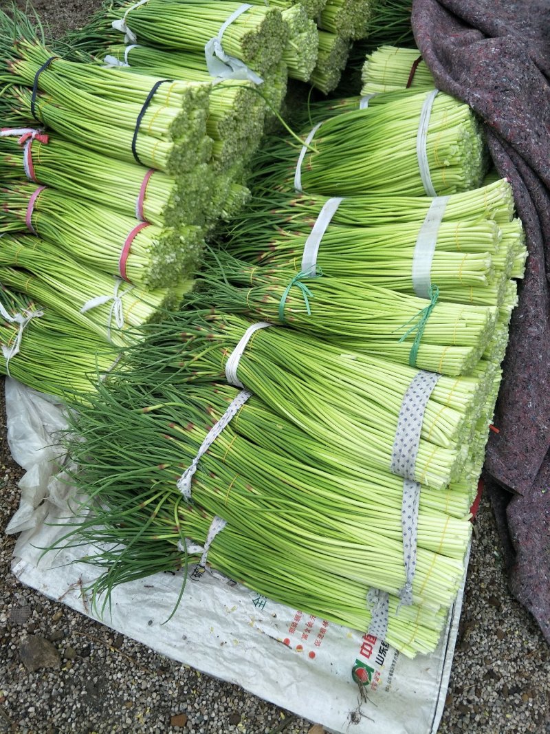 蒜薹