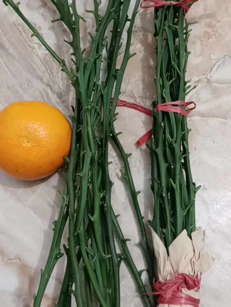 黄美人柑橘枝条，黄美人枝条，精选老熟秋稍，芽囗饱满