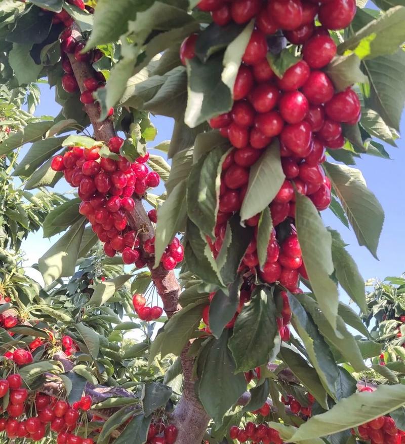 沙王大樱桃树苗矮化车厘子树苗现起现发货新品种大樱桃