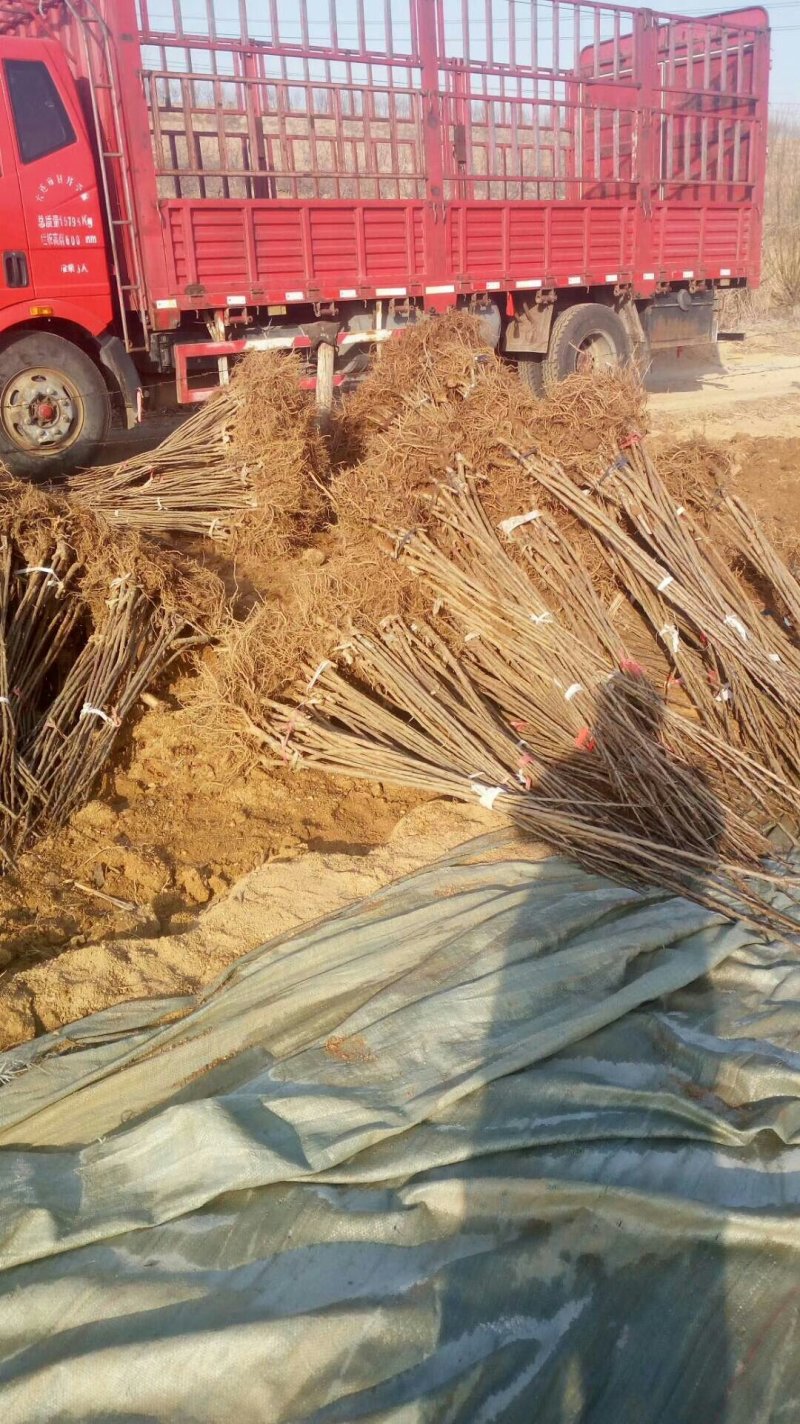 车厘子大樱桃苗矮化车厘子苗品种纯真基地直发成活率高