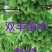 软枣子苗。(龙城2号)吉林基地直发。价格低。品种保纯度。