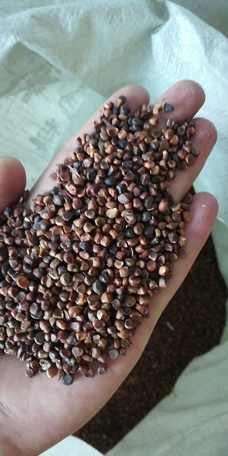 马莲种子。马兰花种子。辽宁货。质量杠杠的。种子饱满。苗率