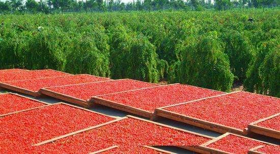 一片广阔的枸杞种植园,农民正在阳光下摊铺新鲜枸杞进行自然晾晒,部分枸杞被浸泡在浅色液体中,旁边放置有白色粉末状物质(疑似食用碱),背景为黄土高原地貌,阳光明媚 枸杞晾晒场景