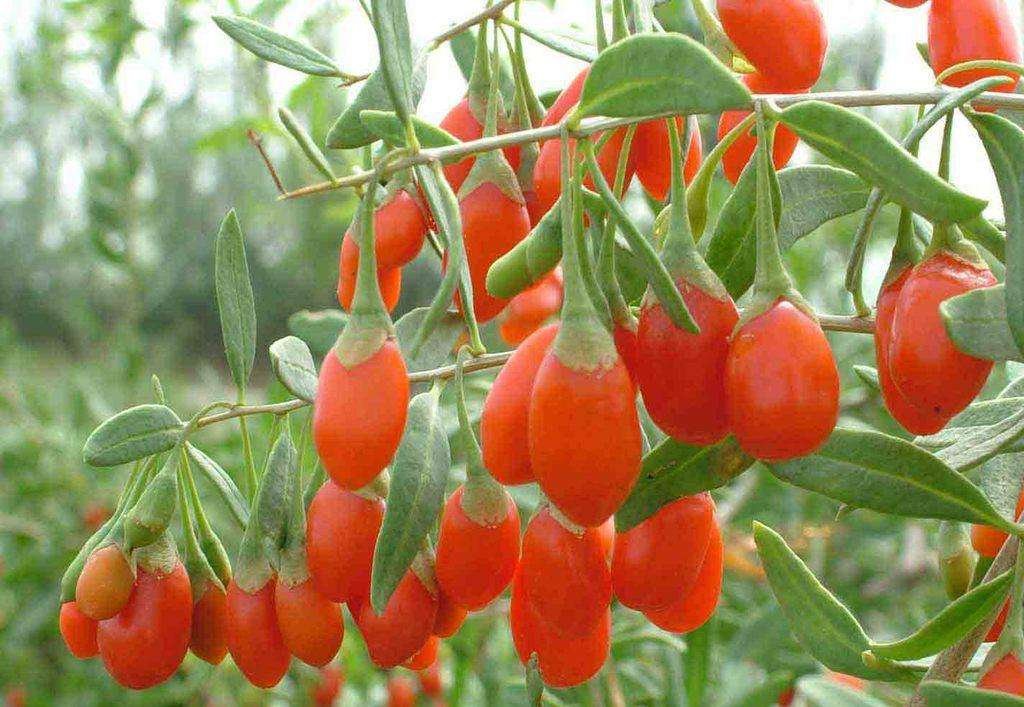 展示成熟的黑枸杞果实,深紫色浆果成串悬挂于枝头 黑枸杞果实特写