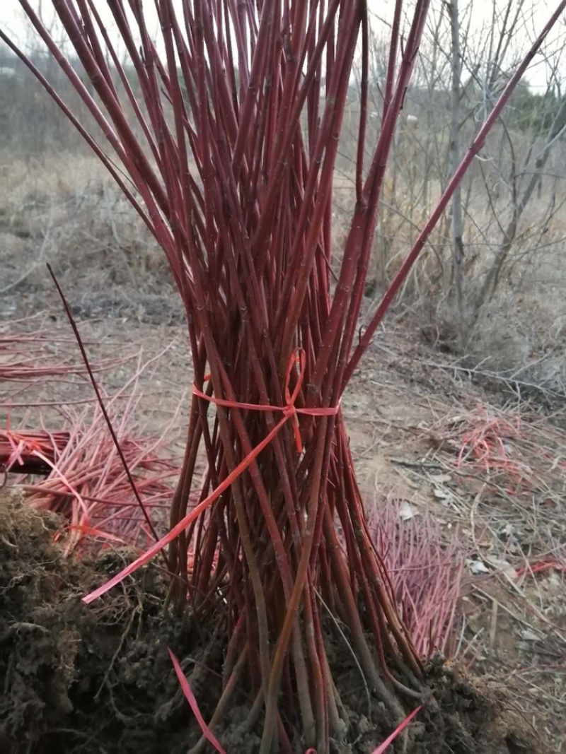江苏优质红瑞木红瑞木小苗红瑞木毛球量大从优