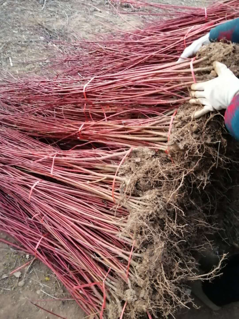 江苏优质红瑞木红瑞木小苗红瑞木毛球量大从优