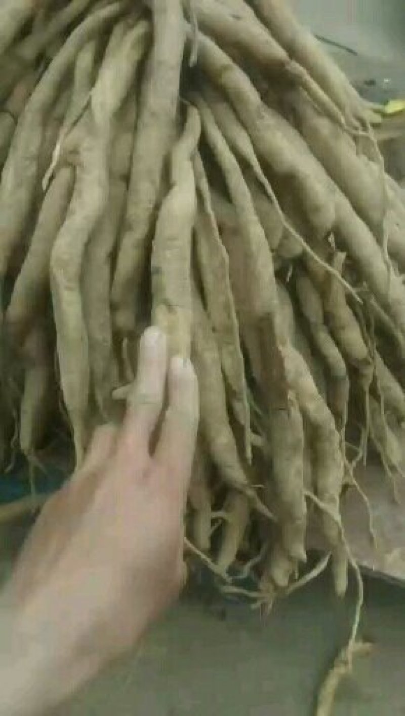 百部苗/百部种苗/百部/野生百部/百部分株苗/