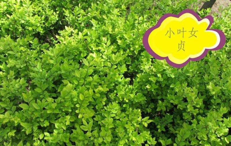【小叶女贞】庭院围墙四季长青绿篱青叶女贞抗寒小区园林绿化