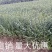 【小叶女贞】庭院围墙四季长青绿篱青叶女贞抗寒小区园林绿化