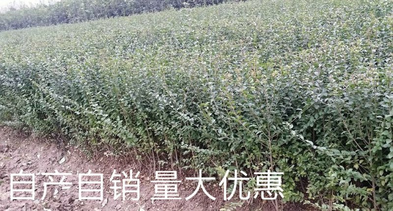 【小叶女贞】庭院围墙四季长青绿篱青叶女贞抗寒小区园林绿化