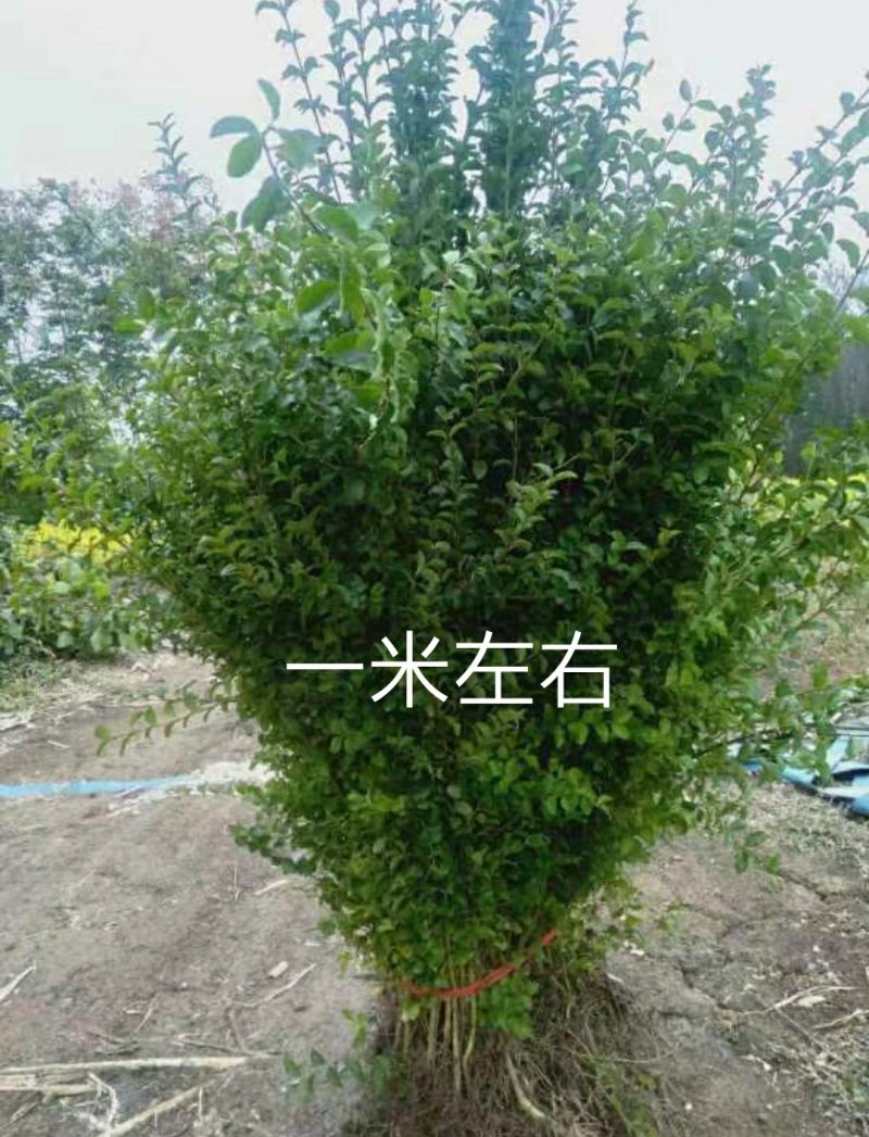 【小叶女贞】庭院围墙四季长青绿篱青叶女贞抗寒小区园林绿化
