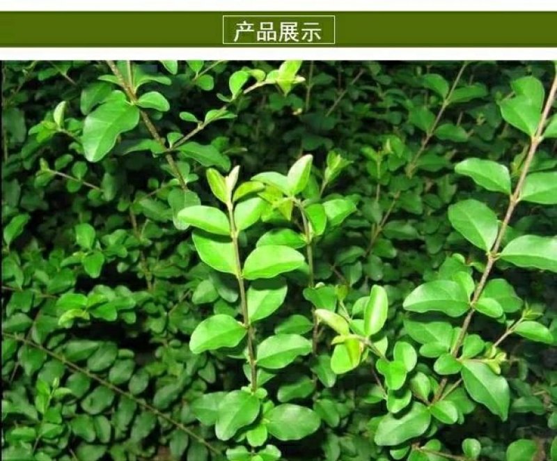 【小叶女贞】庭院围墙四季长青绿篱青叶女贞抗寒小区园林绿化