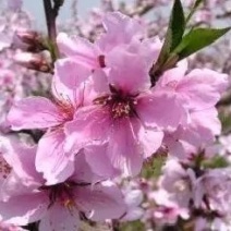 桃花苗，桃树苗，绿化桃花苗