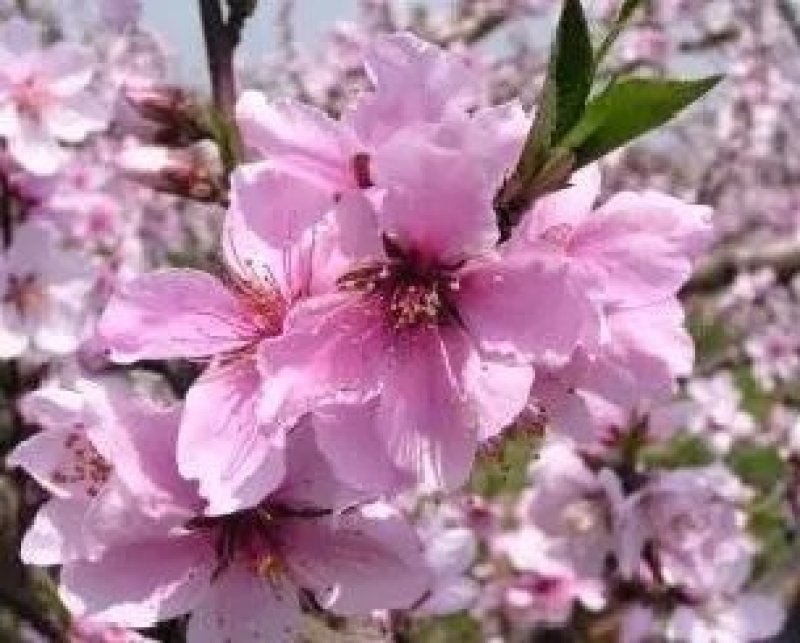 桃花苗，桃树苗，绿化桃花苗