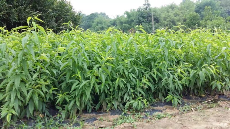 桃花苗，桃树苗，绿化桃花苗