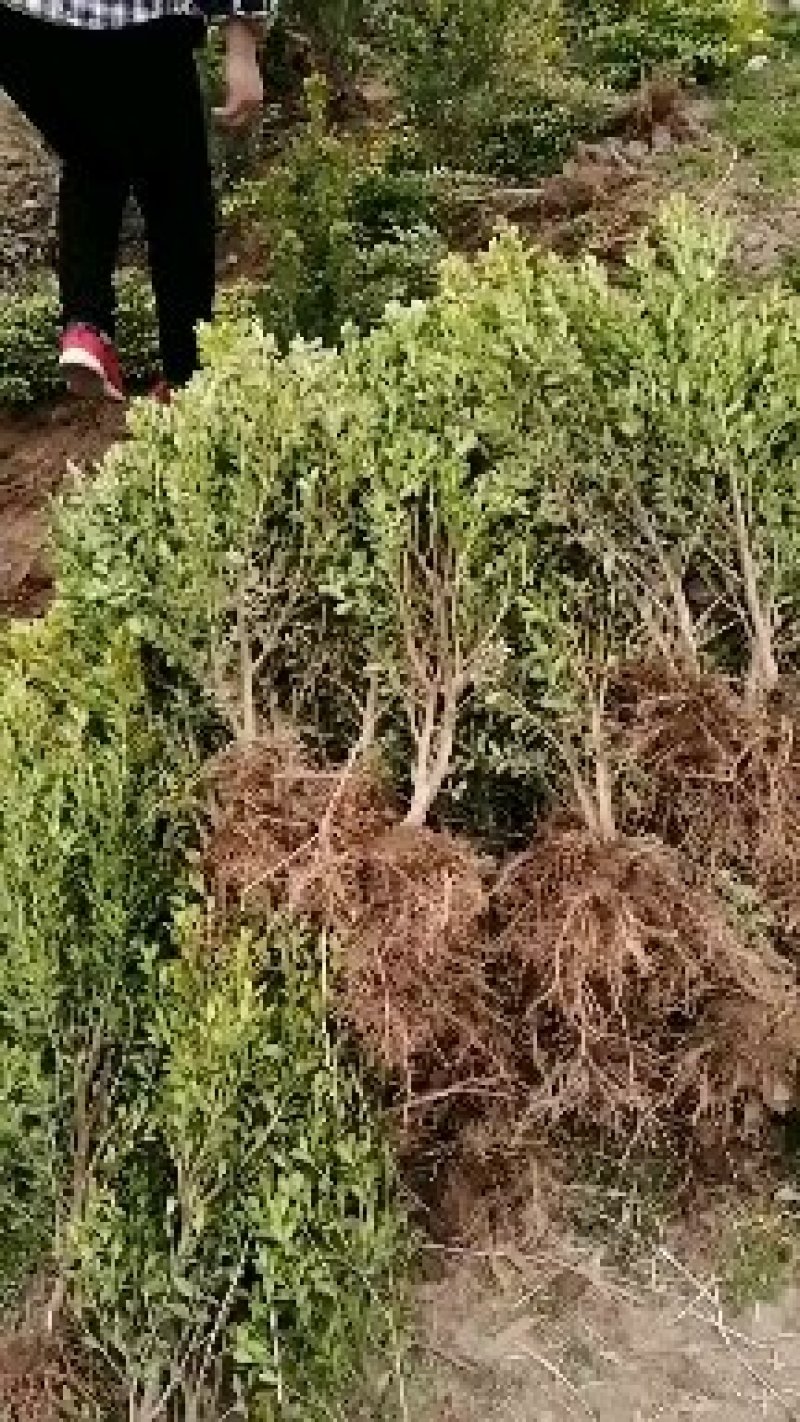 大量出售高山黄秧