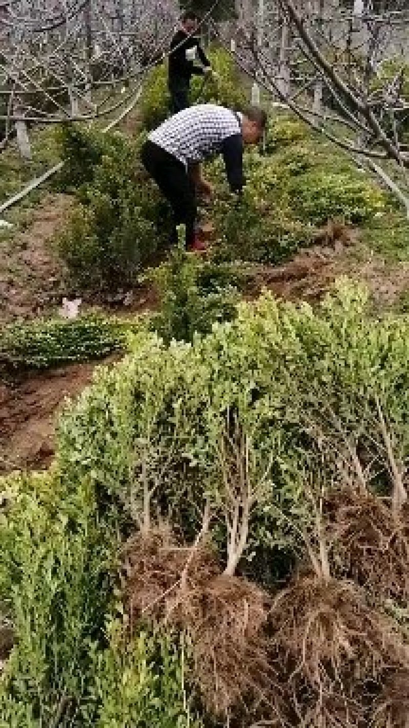 大量出售高山黄秧