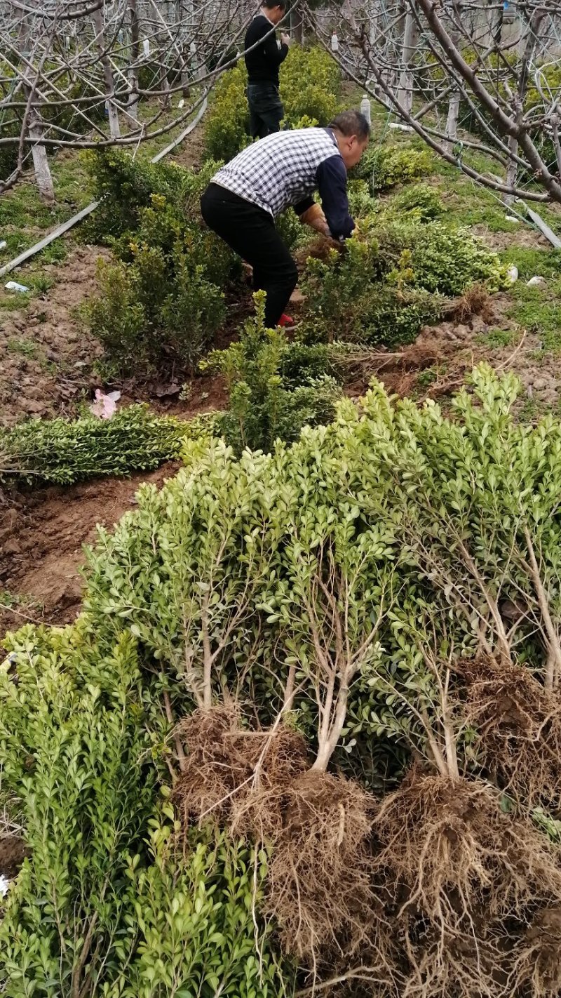 大量出售高山黄秧