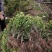 大量出售高山黄秧
