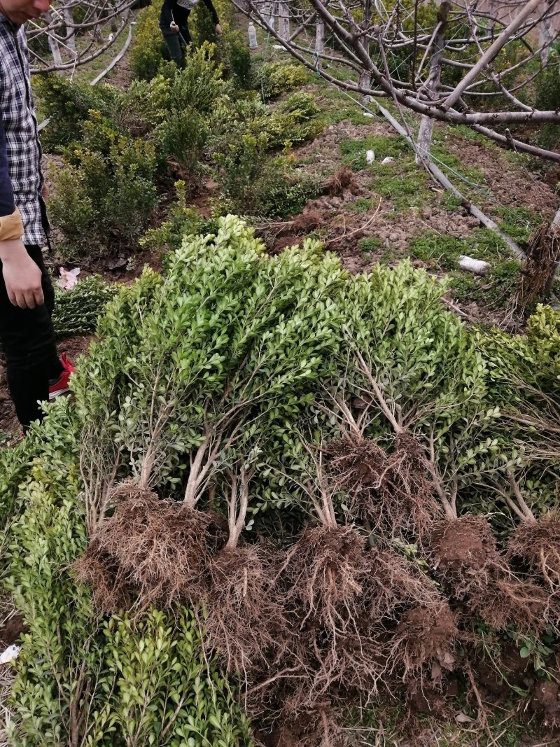 大量出售高山黄秧