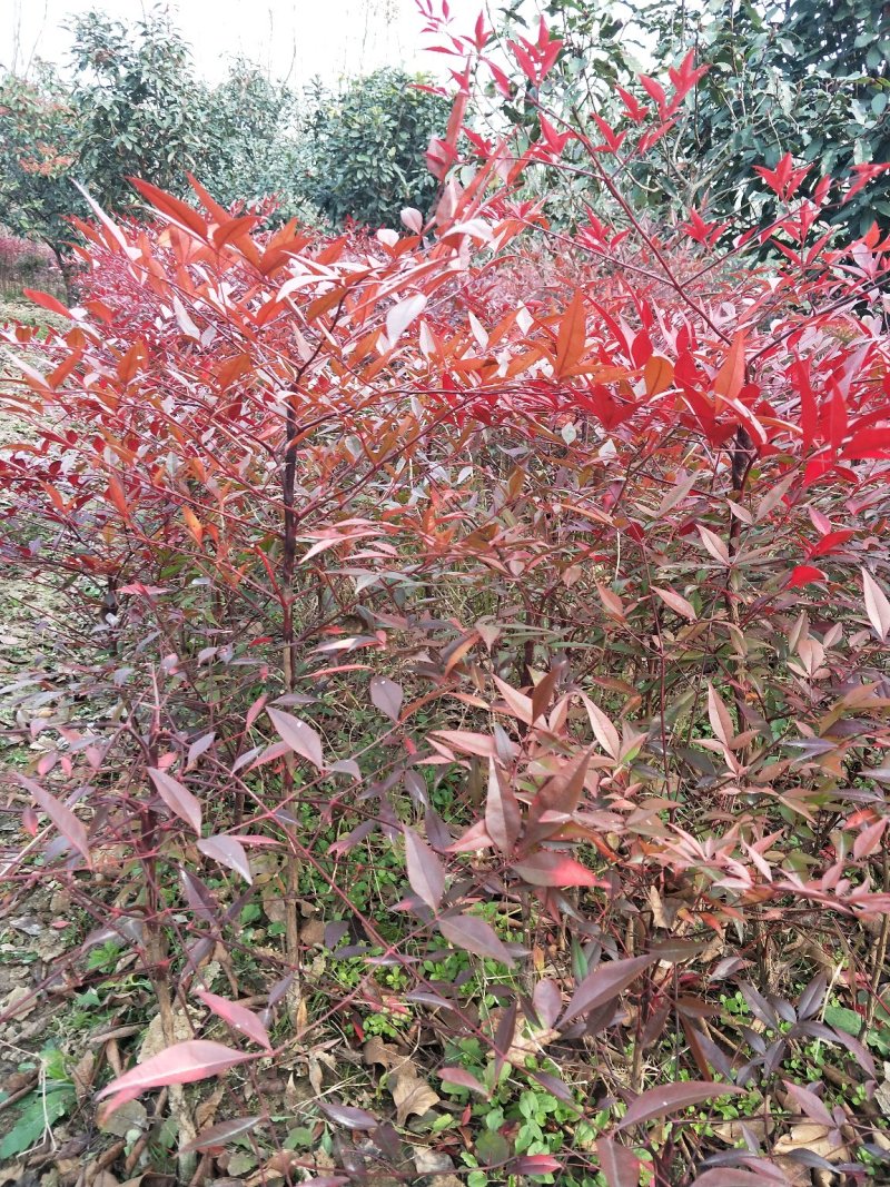 【天竹苗】河南南天竹，信阳南天竹，南天竹，红天竹