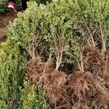 绿化苗木高山黄秧