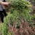 绿化苗木高山黄秧