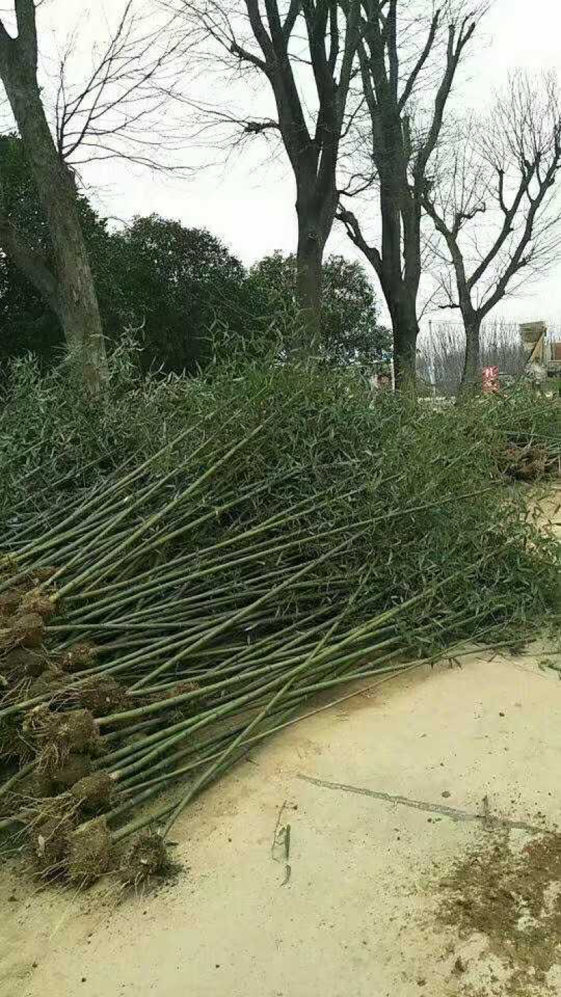 河南刚竹，早园竹，青竹，刚竹