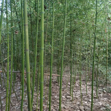河南刚竹，早园竹，青竹，刚竹