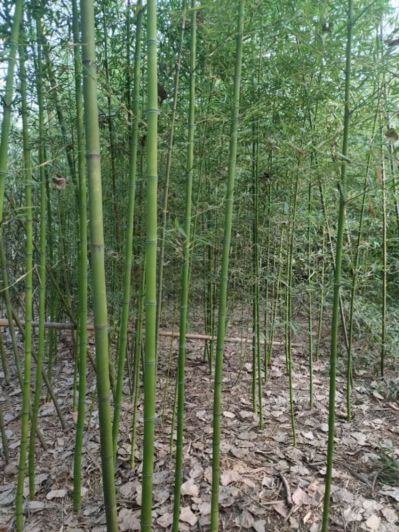 河南刚竹，早园竹，青竹，刚竹