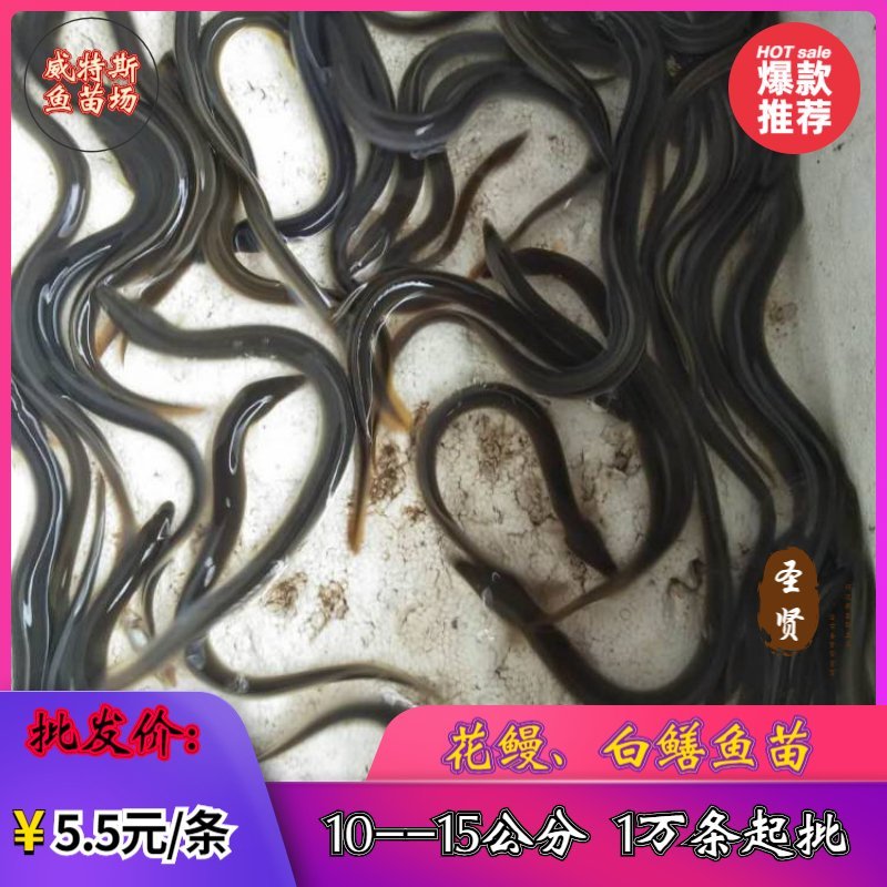 鳗鱼苗白鳝鱼苗适应能力强、生长速度快、存活率高