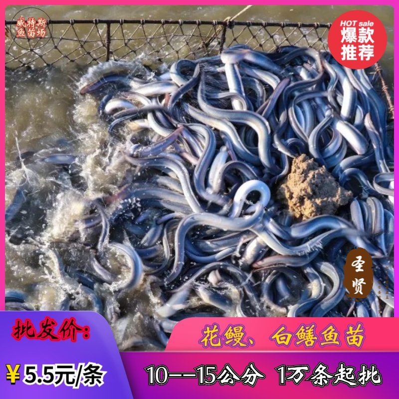 鳗鱼苗白鳝鱼苗适应能力强、生长速度快、存活率高