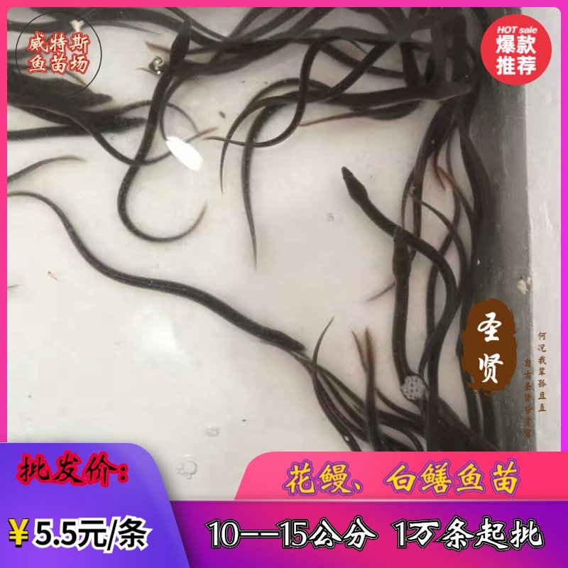 鳗鱼苗白鳝鱼苗适应能力强、生长速度快、存活率高