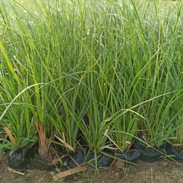 矮蒲苇基地直供袋苗绿化园林绿化观赏草
