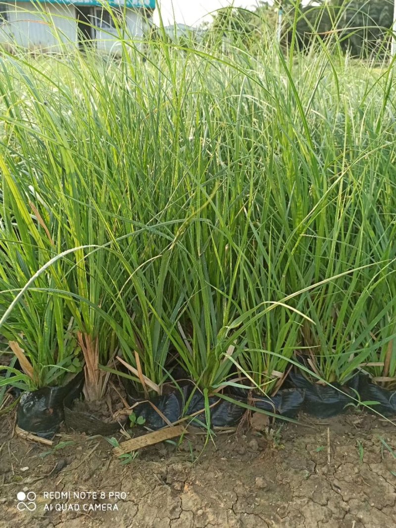 矮蒲苇基地直供袋苗绿化园林绿化观赏草
