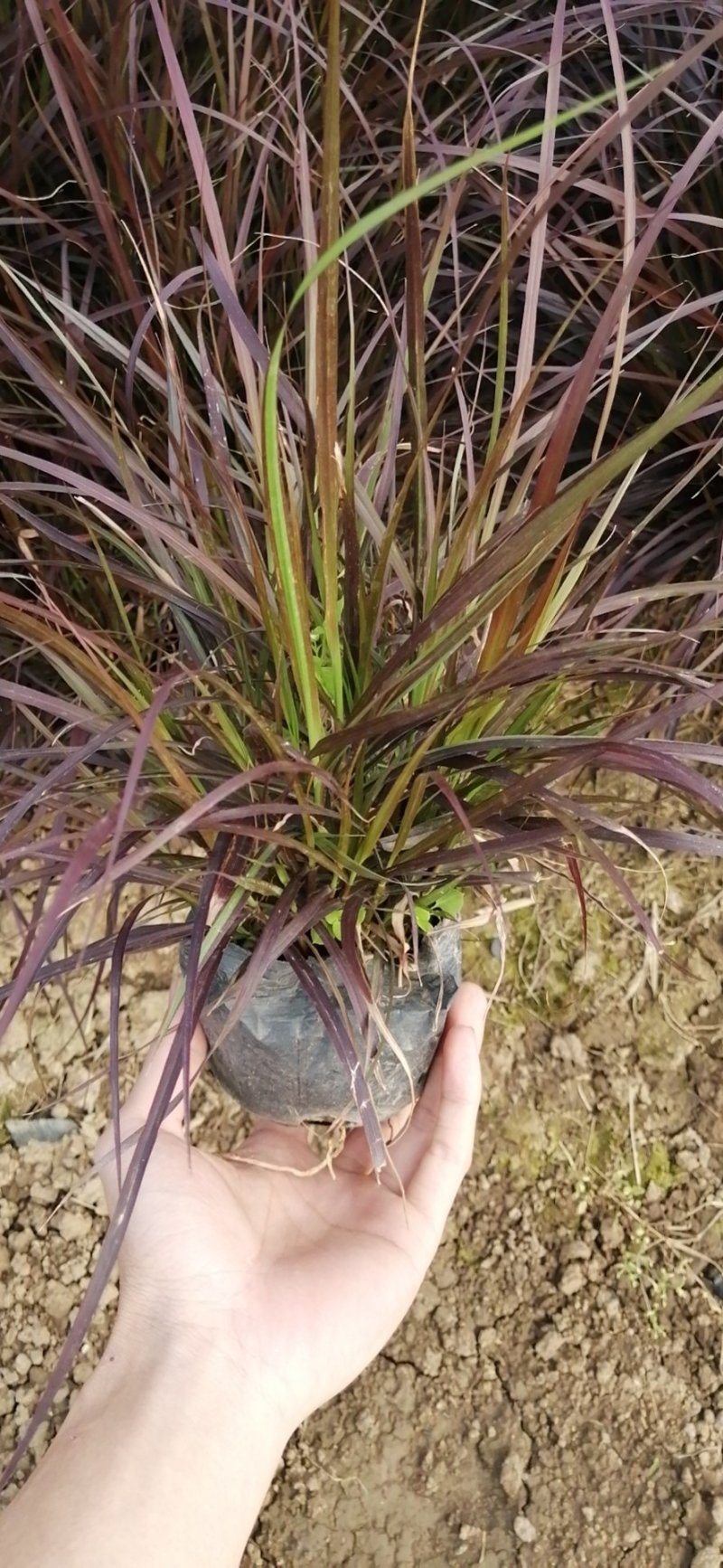 矮蒲苇基地直供袋苗绿化园林绿化观赏草