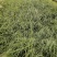 矮蒲苇基地直供袋苗绿化园林绿化观赏草