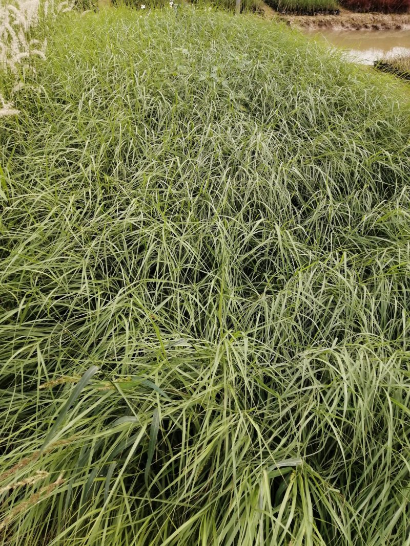矮蒲苇基地直供袋苗绿化园林绿化观赏草