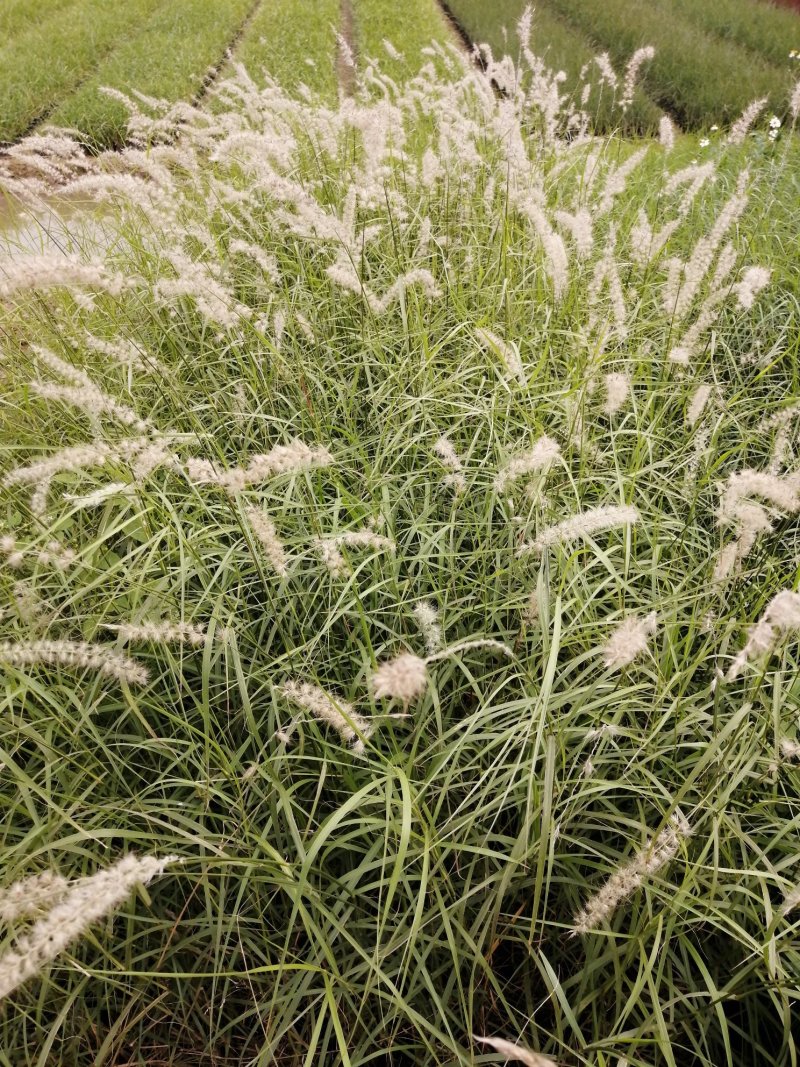 矮蒲苇基地直供袋苗绿化园林绿化观赏草