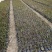矮蒲苇基地直供袋苗绿化园林绿化观赏草