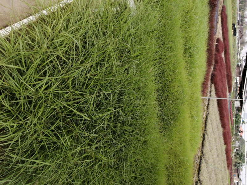 矮蒲苇基地直供袋苗绿化园林绿化观赏草