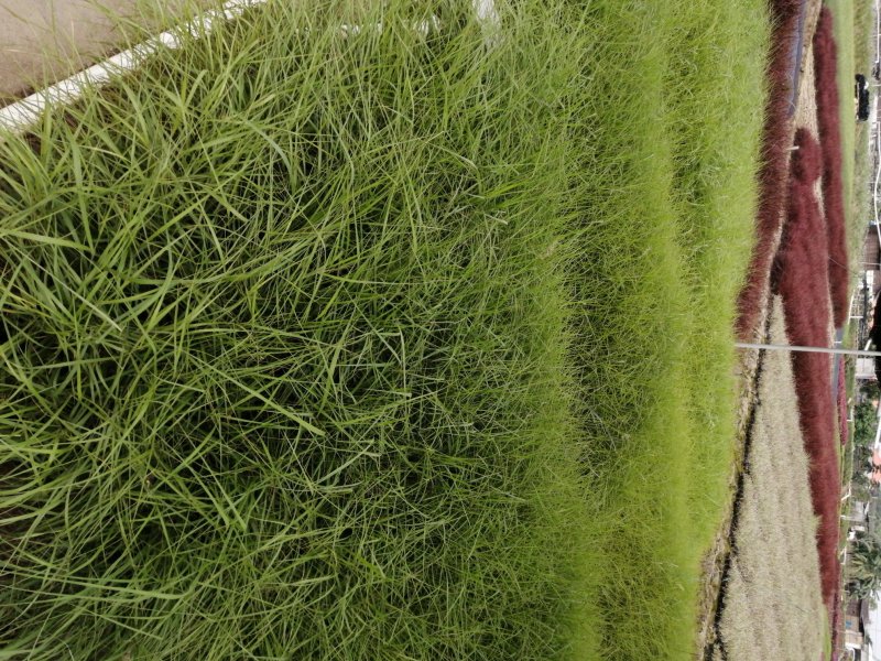 矮蒲苇基地直供袋苗绿化园林绿化观赏草