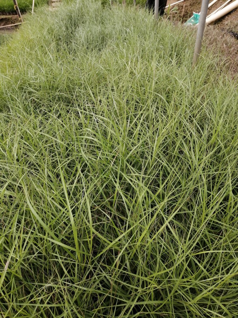 矮蒲苇基地直供袋苗绿化园林绿化观赏草