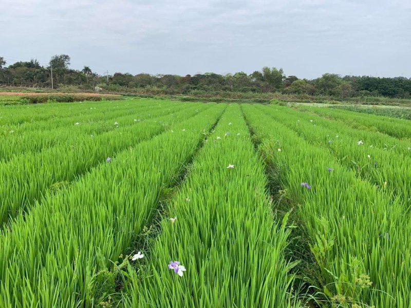 墨西哥羽毛草植物基地直供绿化工程袋苗